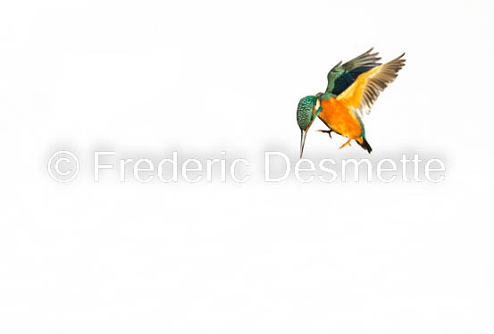 Kingfisher (Alcedo Atthis)-426