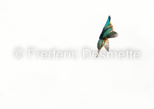 Kingfisher (Alcedo Atthis)-427