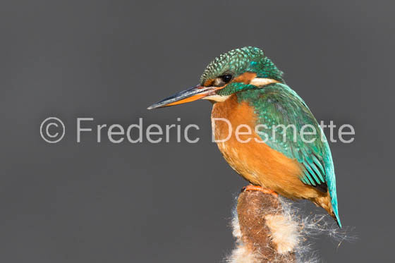 Kingfisher (Alcedo Atthis)-445