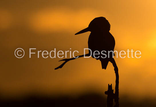 Kingfisher (Alcedo Atthis)-449
