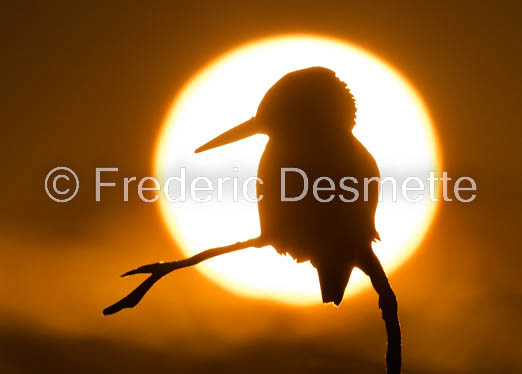 Kingfisher (Alcedo Atthis)-450-2