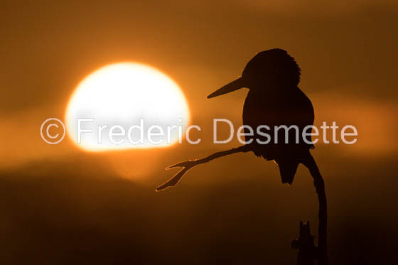 Kingfisher (Alcedo Atthis)-452-2