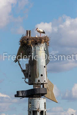 white stork (Ciconia ciconia)-59
