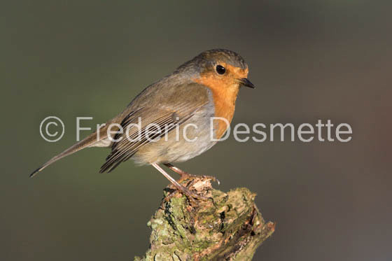 Robin (Erithacus rubecula)-62