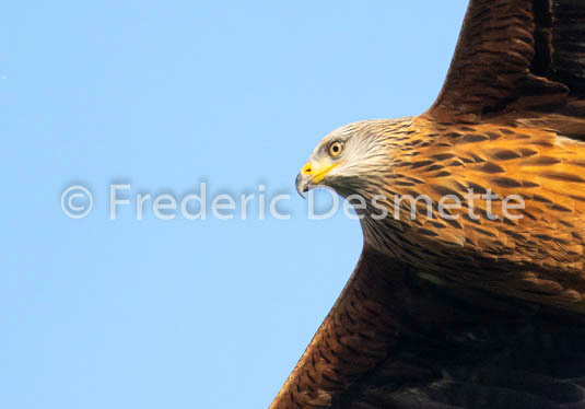 Red kite (Milvus milvus)-203