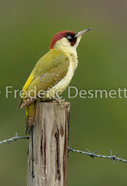 Green woodpecker (Picus veridis)-40
