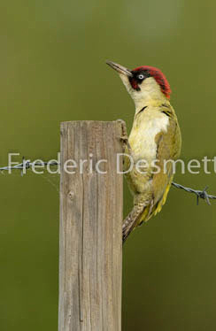 Green woodpecker (Picus veridis)-52