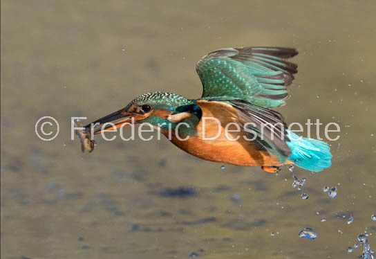 Kingfisher (Alcedo Atthis)-363