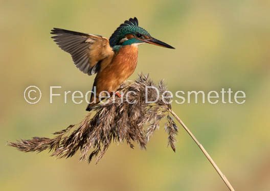 Kingfisher (Alcedo Atthis)-370