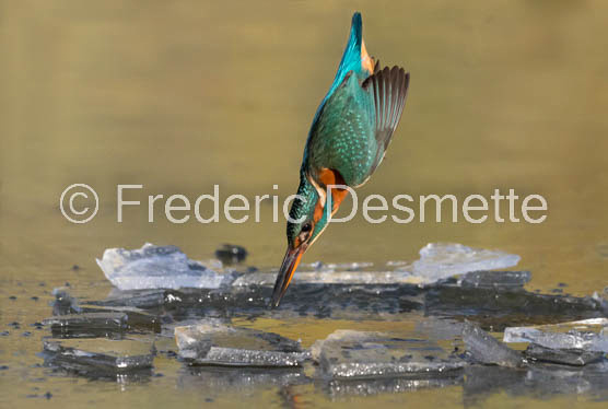 Kingfisher (Alcedo Atthis)-379