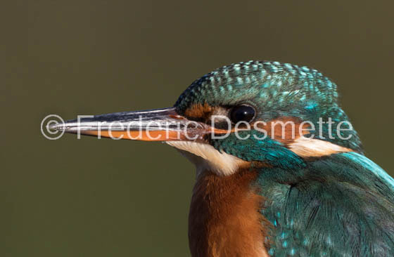 Kingfisher (Alcedo Atthis)-384