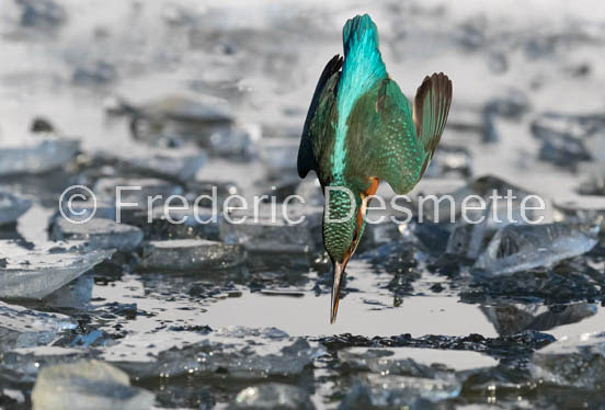 Kingfisher (Alcedo Atthis)-434