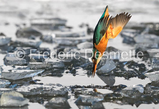 Kingfisher (Alcedo Atthis)-436