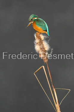 Kingfisher (Alcedo Atthis)-442
