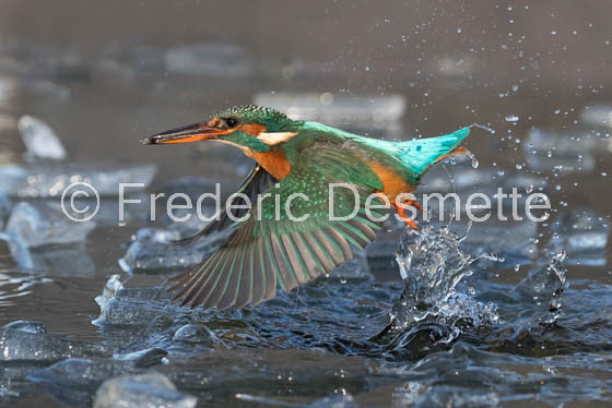 Kingfisher (Alcedo Atthis)-448